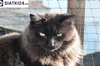 Siatki Brwinów - Zabezpieczenie balkonu siatką - Kocia siatka - bezpieczny kot dla terenów Brwinowa